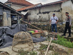 Polisi Gerebek Judi Sabung Ayam di Pamekasan
