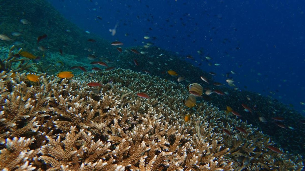 El Nino Mengamuk, Raja Ampat - Maratua "Terpanggang": Terancam Hancur