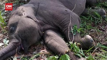 VIDEO: Gajah Tari Mati di Taman Nasional Tesso Nilo
