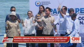 VIDEO: Wapres Gibran Tinjau Panen Perdana Lobster KKP