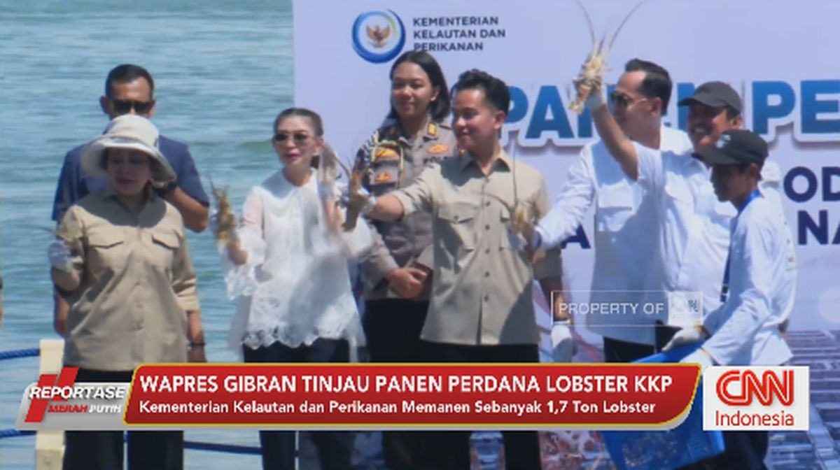 VIDEO: Wapres Gibran Tinjau Panen Perdana Lobster KKP