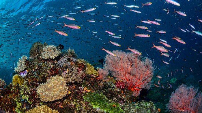 Greenpeace desak pencabutan izin tambang di Raja Ampat. Aktivitas tambang di wilayah yang merupakan rumah bagi banyak spesies terumbu karang dikhawatirkan akan merusak ekosistem.