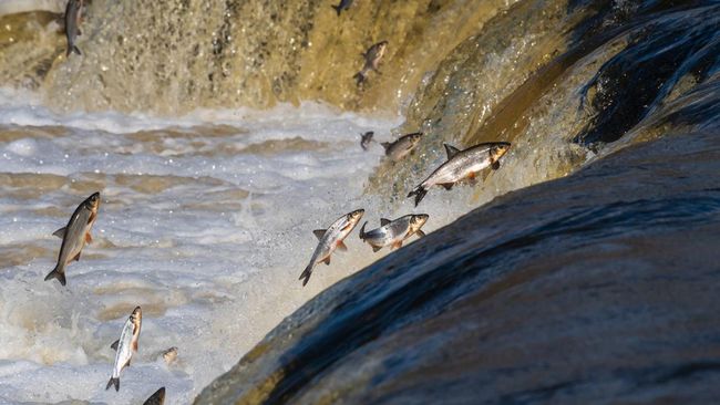 Aneh tapi Nyata, Viral Fenomena Ikan Memanjat Air Terjun