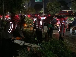 Pohon Tumbang di Jalan Gatot Subroto, Lalu Lintas Sempat Macet