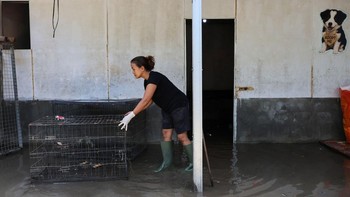 FOTO: Memulihkan Shelter Anjing di Denpasar yang Diterjang Banjir