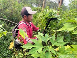 Hampir Terlupakan, Ini Penemu Pertama Korban Mutilasi di Pacet Mojokerto