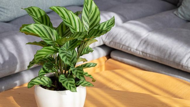 15 Tanaman Hias Calathea Terpopuler, Cantik dengan Beragam Warna
