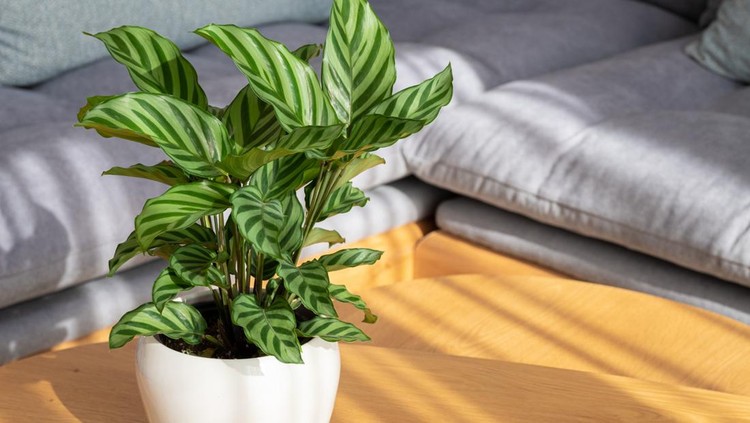 Tanaman hias Calathea Freddie Calathea Freddie (Calathea concinna) plant in modern interior house
