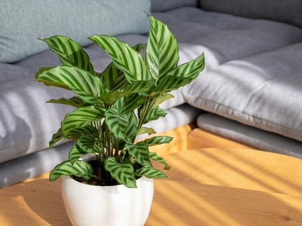 15 Tanaman Hias Calathea Terpopuler, Cantik dengan Beragam Warna