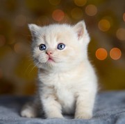 7 Tips Merawat Anak Kucing yang Terpisah dari Induknya, Dijamin Tumbuh Sehat!