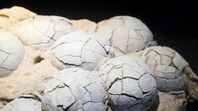 Fosil Telur Dinosaurus Berusia 86 Juta Tahun Ditemukan di China