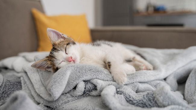 Ide untuk tidur bersama para anabul di rumah mungkin terdengar asing di telinga sebagian orang. Namun ternyata ini ada manfaatnya.