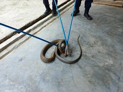 Kemunculan King Kobra 3 Meter di Rumah Angga Gegerkan Warga PALI
