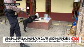 VIDEO: Mengenal Peran Anjing Pelacak dalam Mengungkap Kasus
