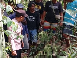 Penebang Pohon Tewas Jatuh dari Ketinggian 30 Meter