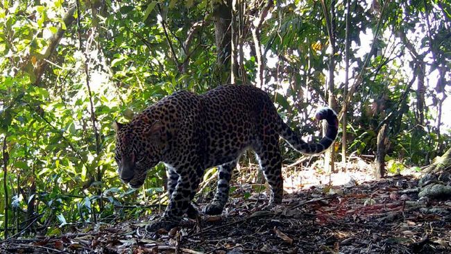 Macan Tutul Jawa (Panthera Pardus Melas) di Gunung Sanggabuana.