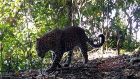 Macan Tutul Jawa (Panthera Pardus Melas) di Gunung Sanggabuana.