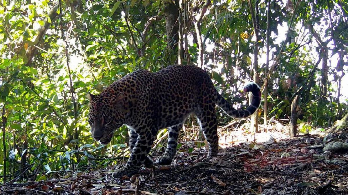 Penampakan Macan di Hutan Cangar Batu Malang Viral