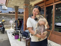 Kisah Moka, Anjing Pahlawan Saat Banjir Bali yang Dipuji Prabowo