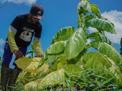 Moratorium Cukai Rokok Dinilai Bisa Selamatkan Petani Tembakau
