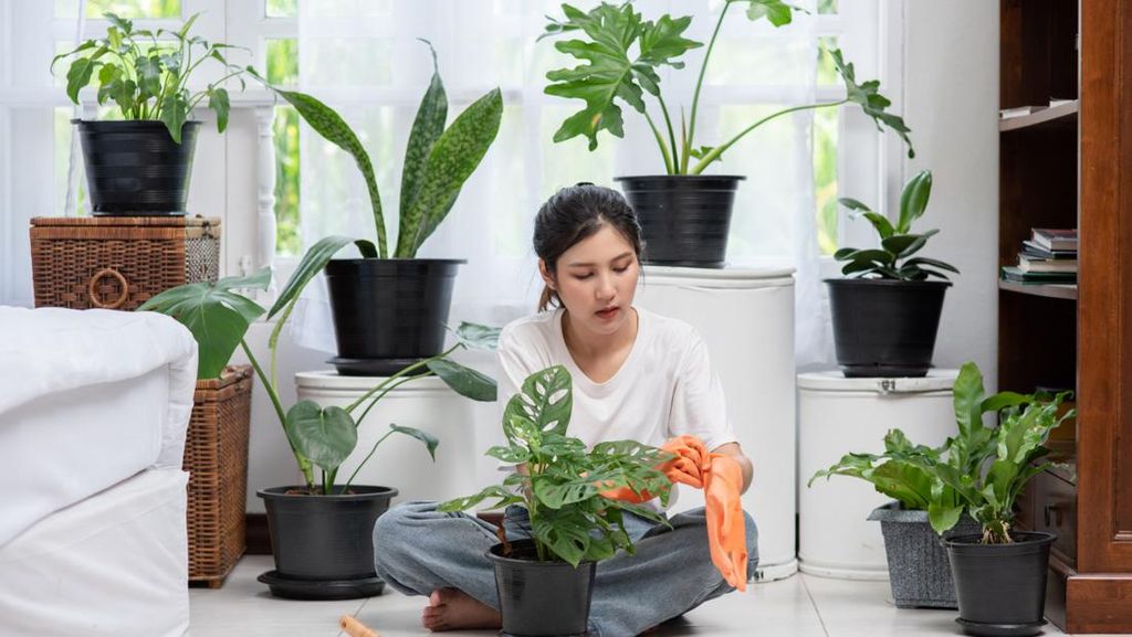 Rekomendasi 5 Tanaman Hias Pembawa Hoki di 2026