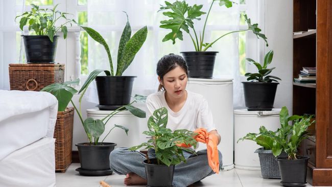 Beberapa tanaman hias dipercaya mampu meningkatkan keberuntungan dan energi positif di rumah Anda.