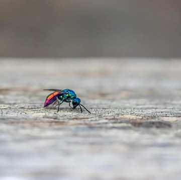 Perlu Disiapkan di Rumah, Ini 6 Tanaman untuk Bantu Mengusir Lalat