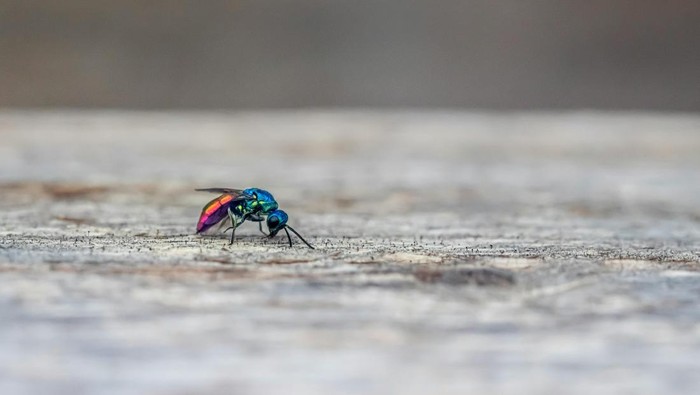 Perlu Disiapkan di Rumah, Ini 6 Tanaman untuk Bantu Mengusir Lalat