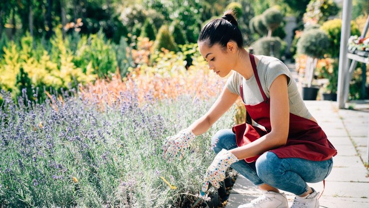 Ilustrasi tanaman lavender Mixed race housewife taking care of plants and herbs at summer day. Small family business concept