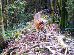 Naga Jawa dan Macan Tutul, Para Penghuni Sanggabuana Tampakkan Diri