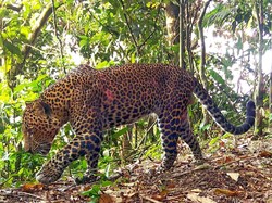19 Macan Tutul Jawa Ditemukan di Pegunungan Sanggabuana