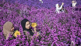 FOTO: Pesona Hamparan Kebun Bunga di Bukit Strawberry Lembang