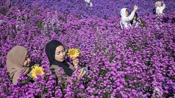 FOTO: Pesona Hamparan Kebun Bunga di Bukit Strawberry Lembang