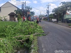 Pohon Angsana Tumbang di Kerobokan, Lalin Macet 2 Jam