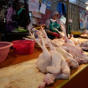 Jangan Salah Pilih! Berikut 4 Tips Memilih Ayam Mentah yang Masih Segar