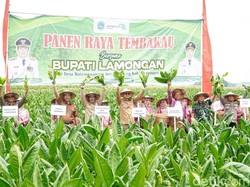 Lamongan Panen Raya Tembakau di Tengah Kemarau Basah