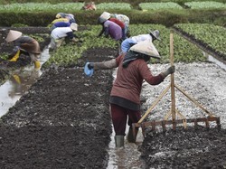 Apa Itu Swasembada Pangan yang Disebut Presiden Prabowo Sudah Dicapai RI?