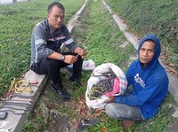 Kabel Kereta Cepat Whoosh Dimaling, Pencuri Tertangkap Basah Bawa Ini Kabel Kereta Cepat Whoosh Dimaling, Pencuri Tertangkap Basah Bawa Ini