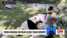 VIDEO: Panda Raksasa Rayakan Ulang Tahun Keempat