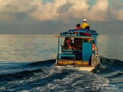 Tarian Pagi Lumba-lumba, Si Pemandu di Laut Banda