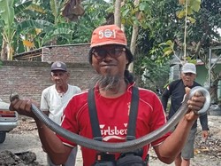 Kobra Jawa 1,2 Meter Ngumpet di Samping Rumah Warga Baran Klaten