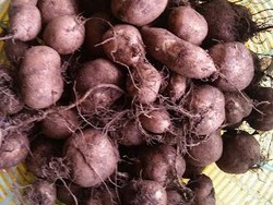 Kentang Jembut Masuk KBBI, Ini 5 Fakta Unik Umbi Lokal yang Namanya Unik