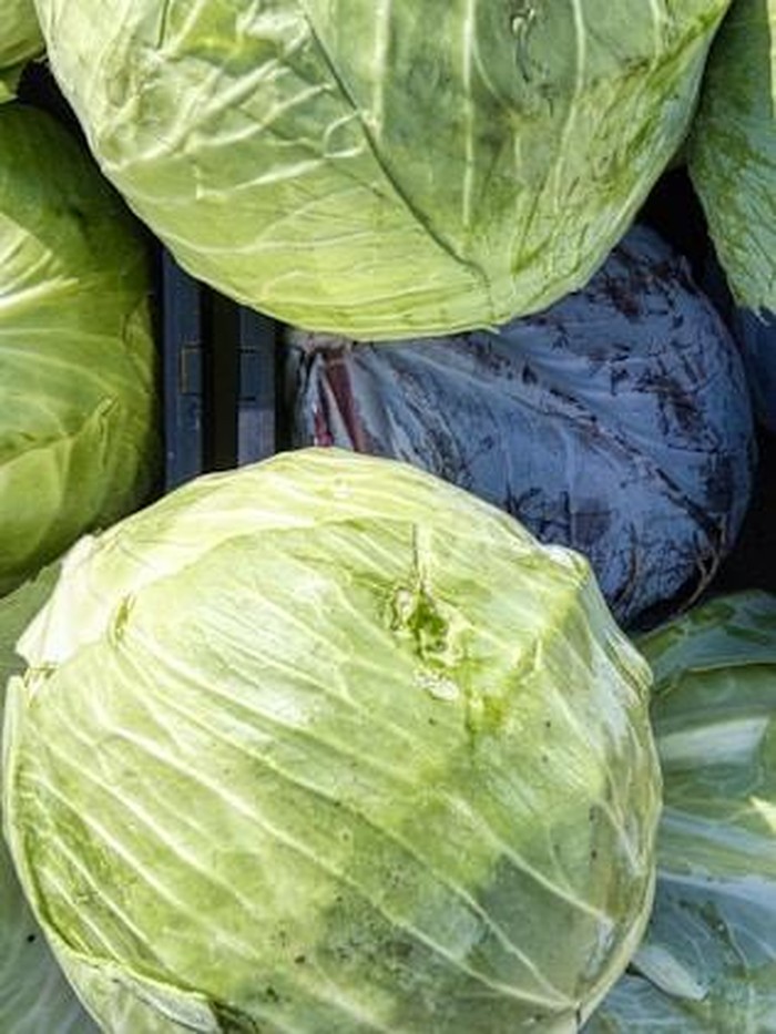 Sayuran hijau ini bisa diletakkan di kulkas dan tahan selama 2 bulan. Makanan menyehatkan ini bisa kamu masukkan ke kantong plastik sebelum disimpan di kulkas.