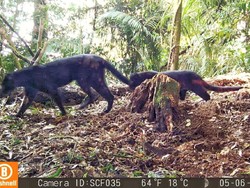 Penampakan Langka Macan Tutul Bawa 2 Anak Beda Corak di Sanggabuana
