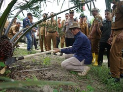 Bupati OKU Apresiasi Panen Perdana Sawit Bumdes Pandan Dulang
