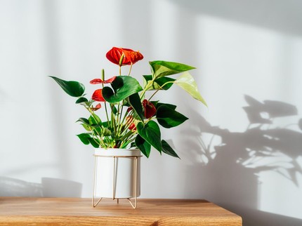 7 Tanaman Hias yang Bisa Ditanam di Pot Kecil, Cantik Hemat Ruang!