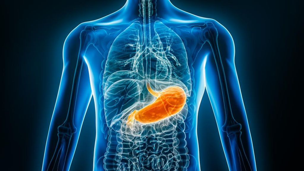 Berapa Lama Makanan Dicerna di Lambung?