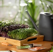 4 Tanaman Herbal Pengusir Nyamuk yang Perlu Disiapkan di Rumah