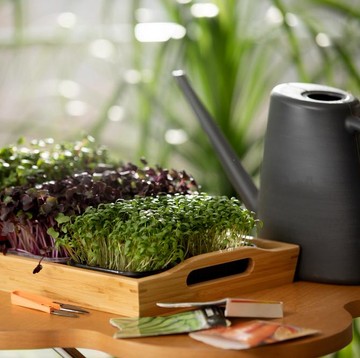 4 Tanaman Herbal Pengusir Nyamuk yang Perlu Disiapkan di Rumah