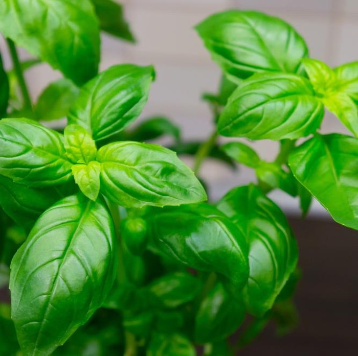 Kemangi dikenal sebagai salah satu tumbuhan pengusir nyamuk berkat aroma khasnya yang tidak disukai serangga. Selain melindungi dari gigitan, daun kemangi juga bermanfaat sebagai lalapan segar dan penambah cita rasa masakan.